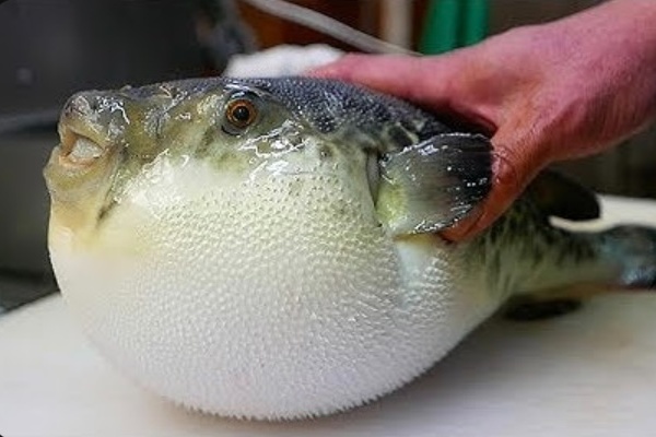 fugu japanese blowfish pufferfish